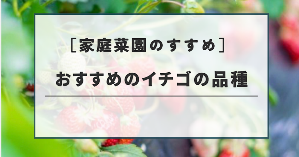 家庭菜園でイチゴを育てるならどの品種？家庭菜園イチゴの特徴、メリットとは？
